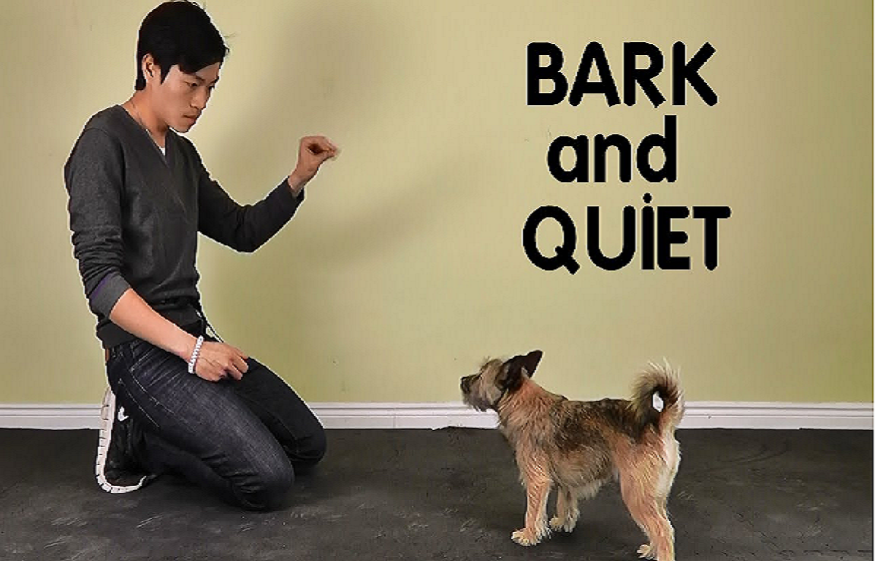 Give Training To Your Dog About Not To Bark